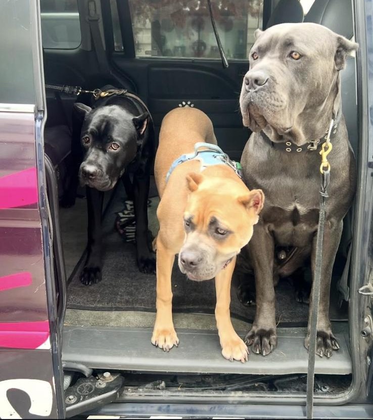 All three Cane Corso mixes — Bane (black), Harley (fawn), and Kane (grey) — together in a vehicle