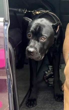 Bane, a black Cane Corso mix, one of the two dogs that directly attacked Neelu
