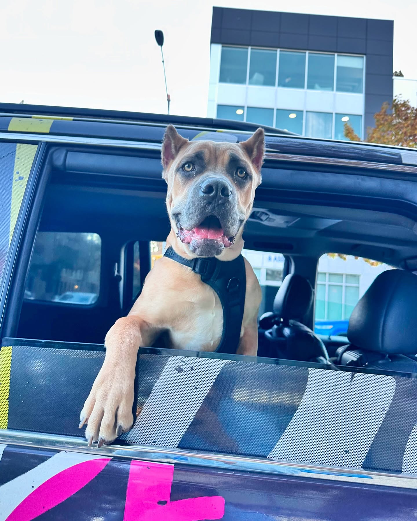 Harley, fawn Cane Corso mix, closeup photo