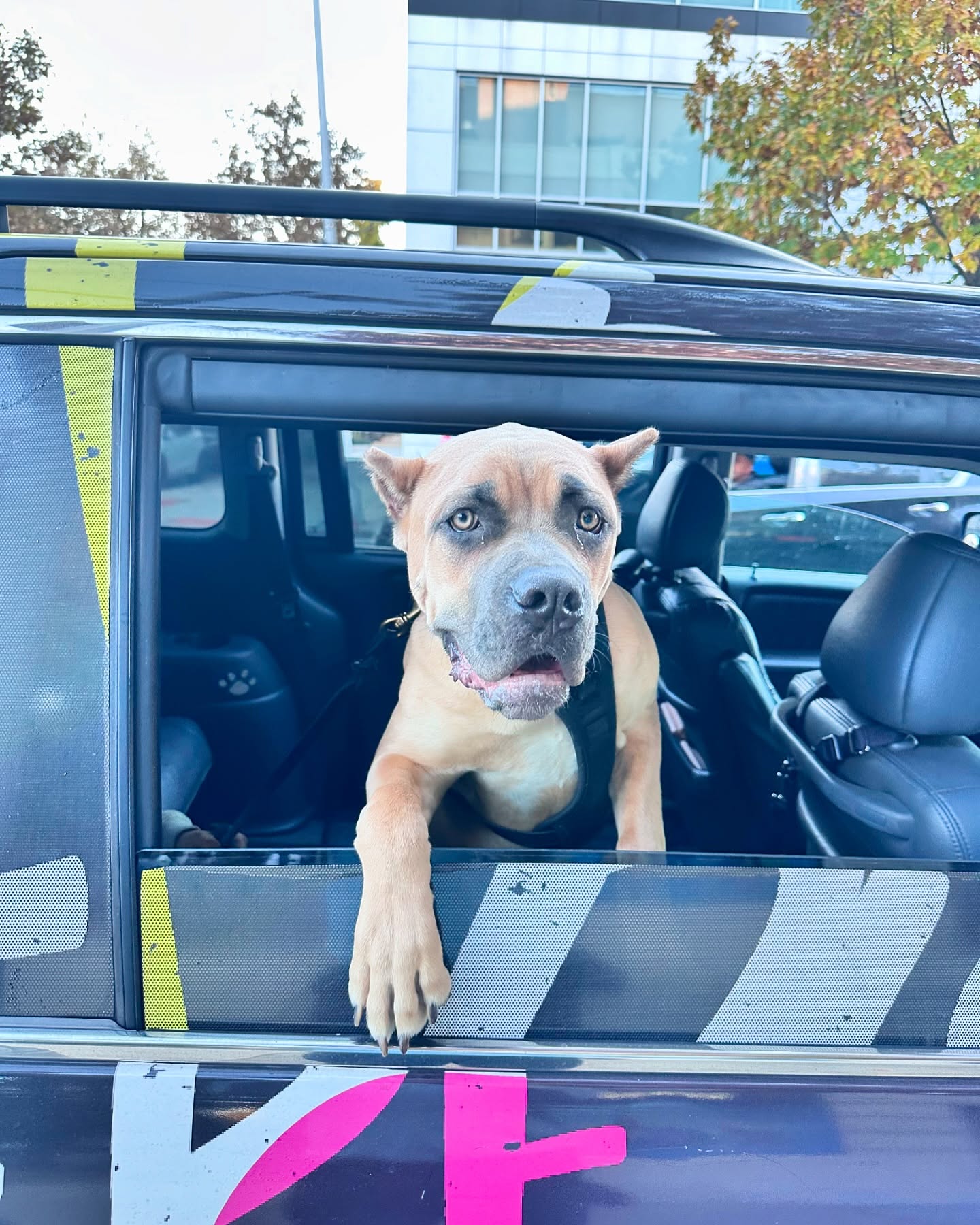 Harley, a fawn Cane Corso mix, one of the two dogs that directly attacked Neelu