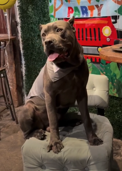 Kane, a dark gray Cane Corso mix, associated with the same owner