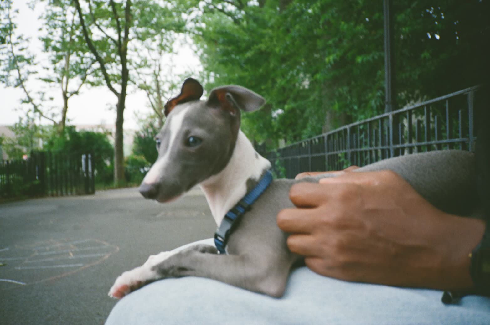 Neelu walking on a Sunnyside sidewalk surrounded by golden autumn foliage