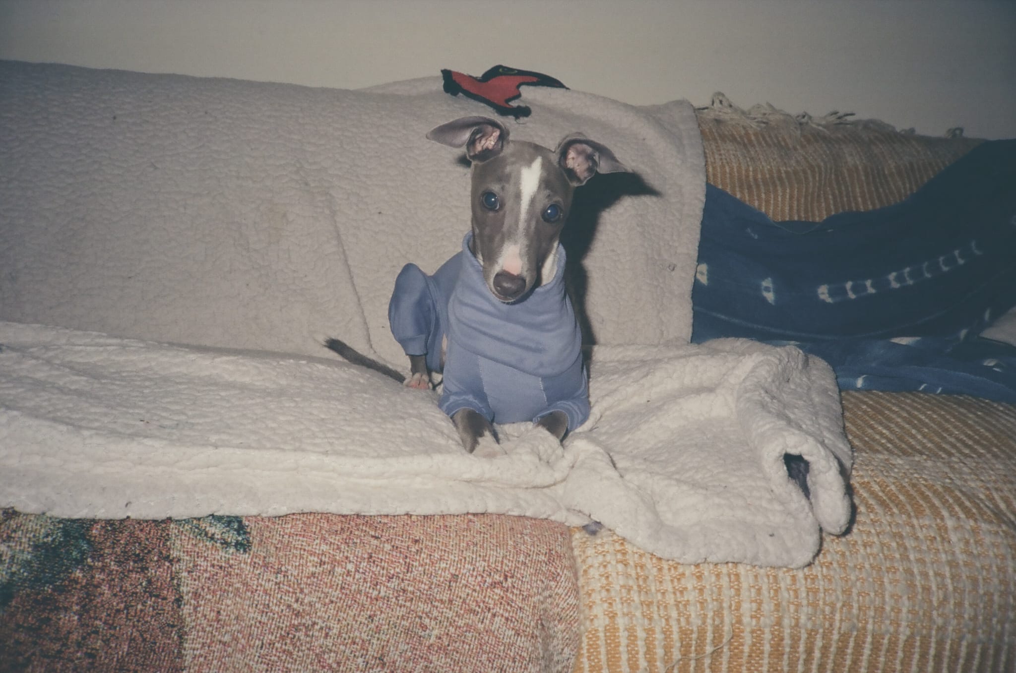 Neelu wearing blue pajamas tucked into blankets on the couch, looking at the camera with big eyes