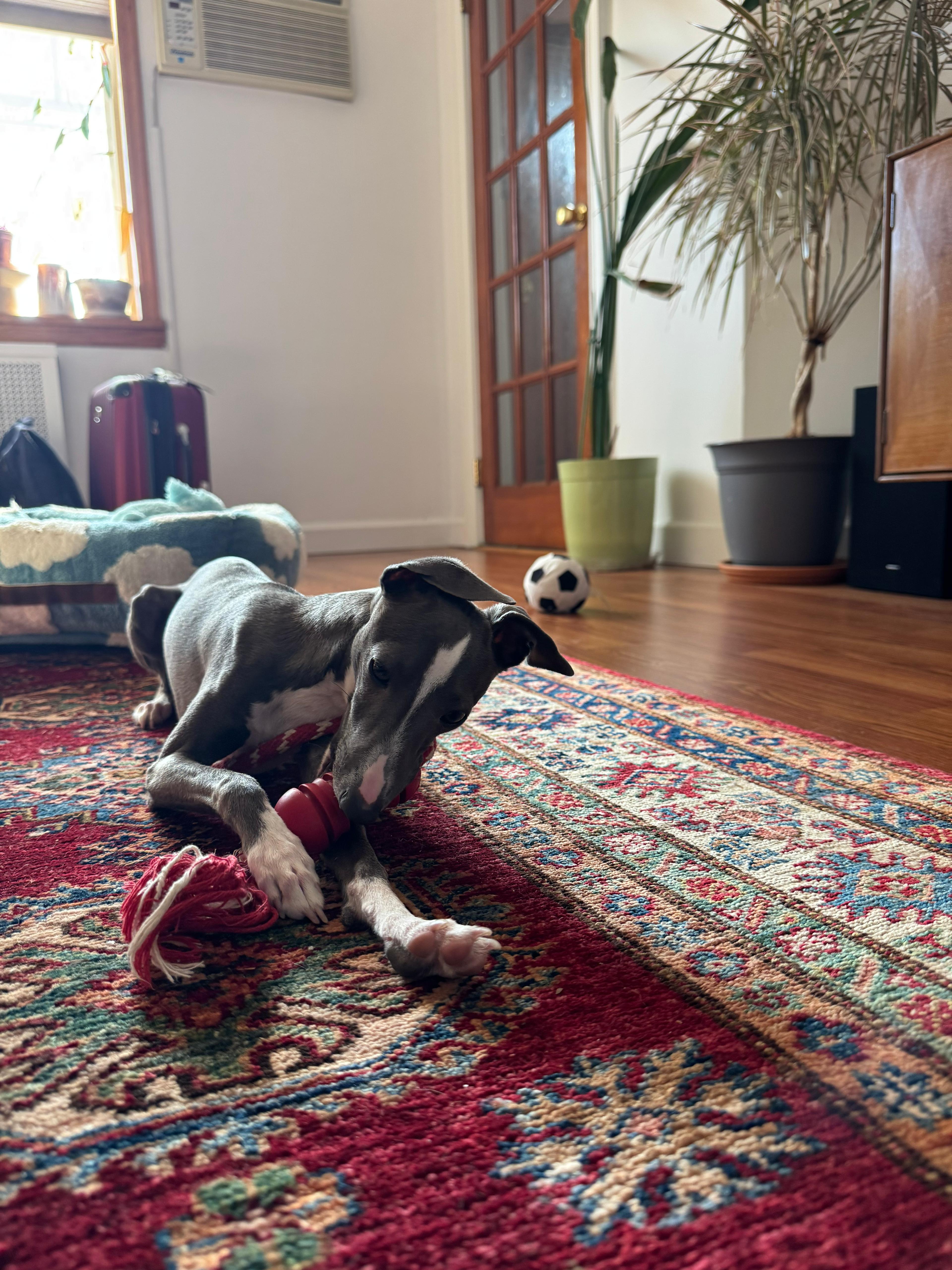 Neelu chewing a red toy on a colorful Persian rug with a soccer ball nearby