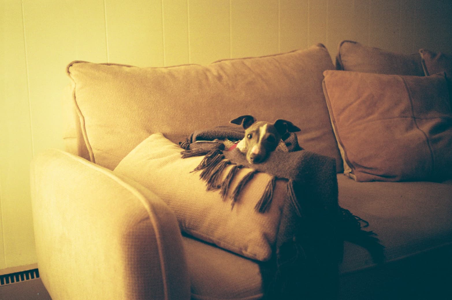 Neelu wrapped in a fringed blanket on a warm-toned sofa, peeking out with gentle eyes