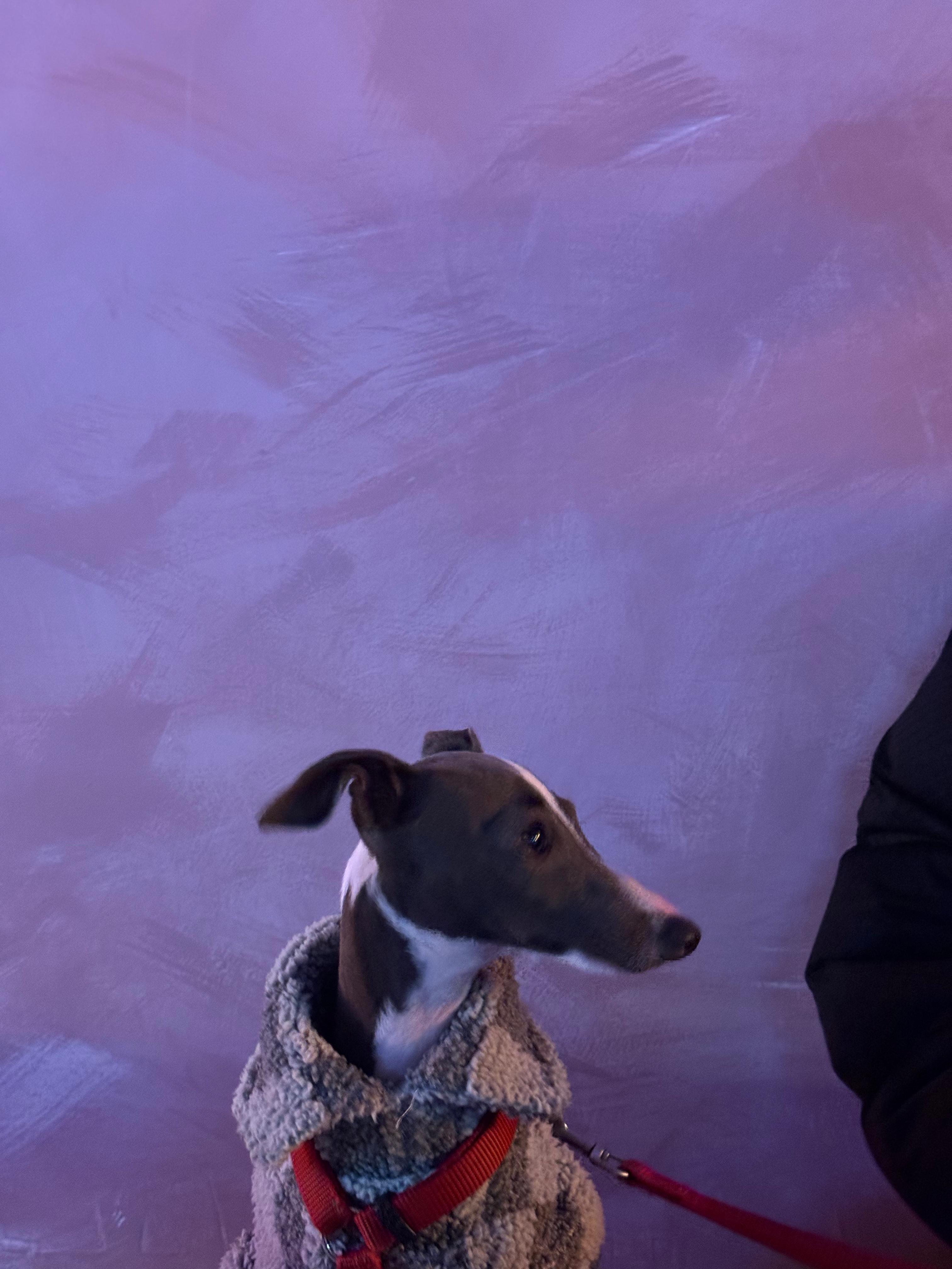 Neelu in a fluffy sherpa coat against a purple-lit wall, looking elegant