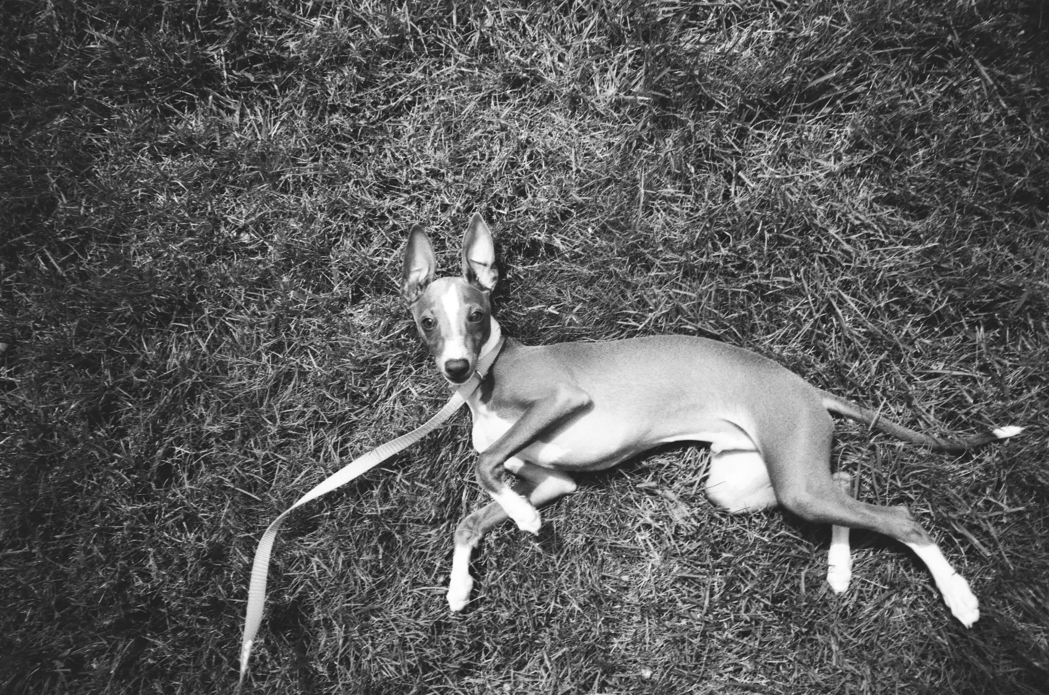 A black and white photograph of Neelu lying peacefully in the grass
