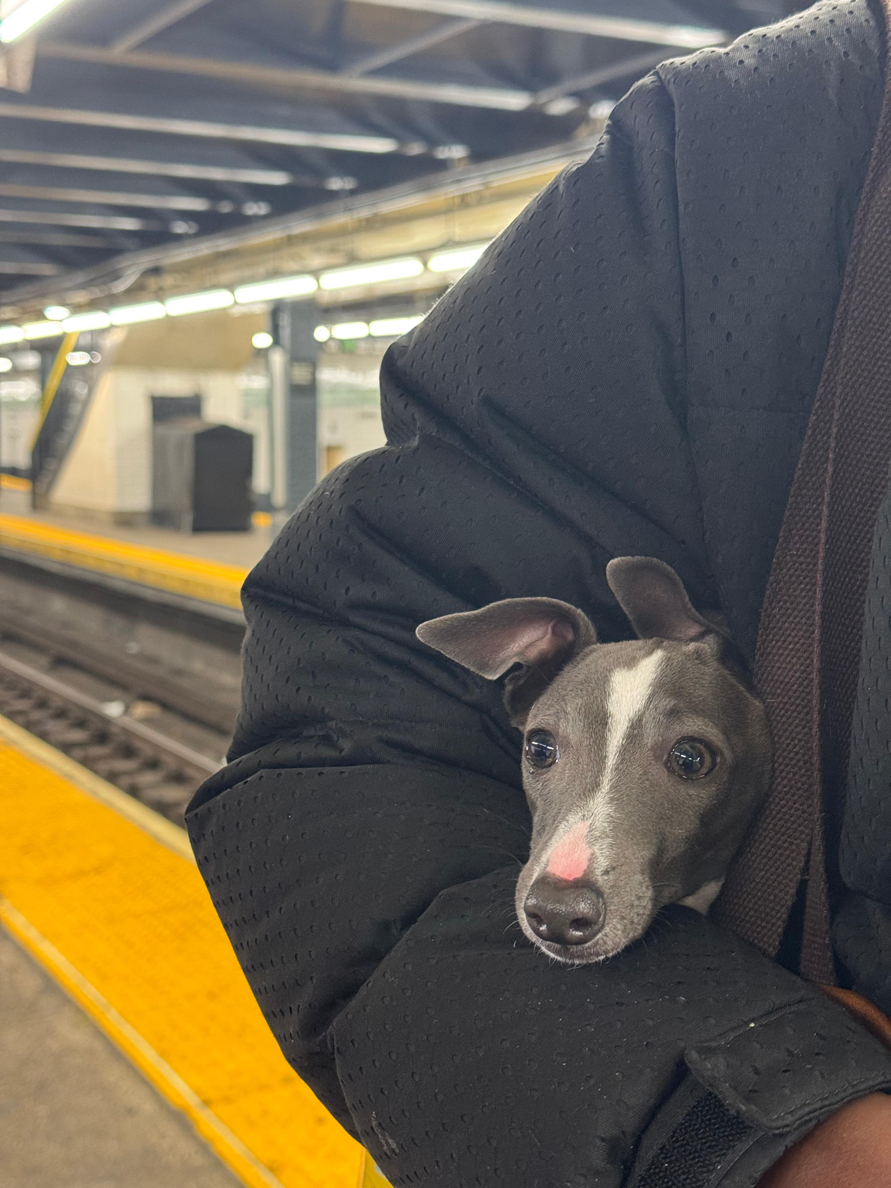 Neelu held in his dad's lap at the park, wearing a blue collar and gazing into the distance