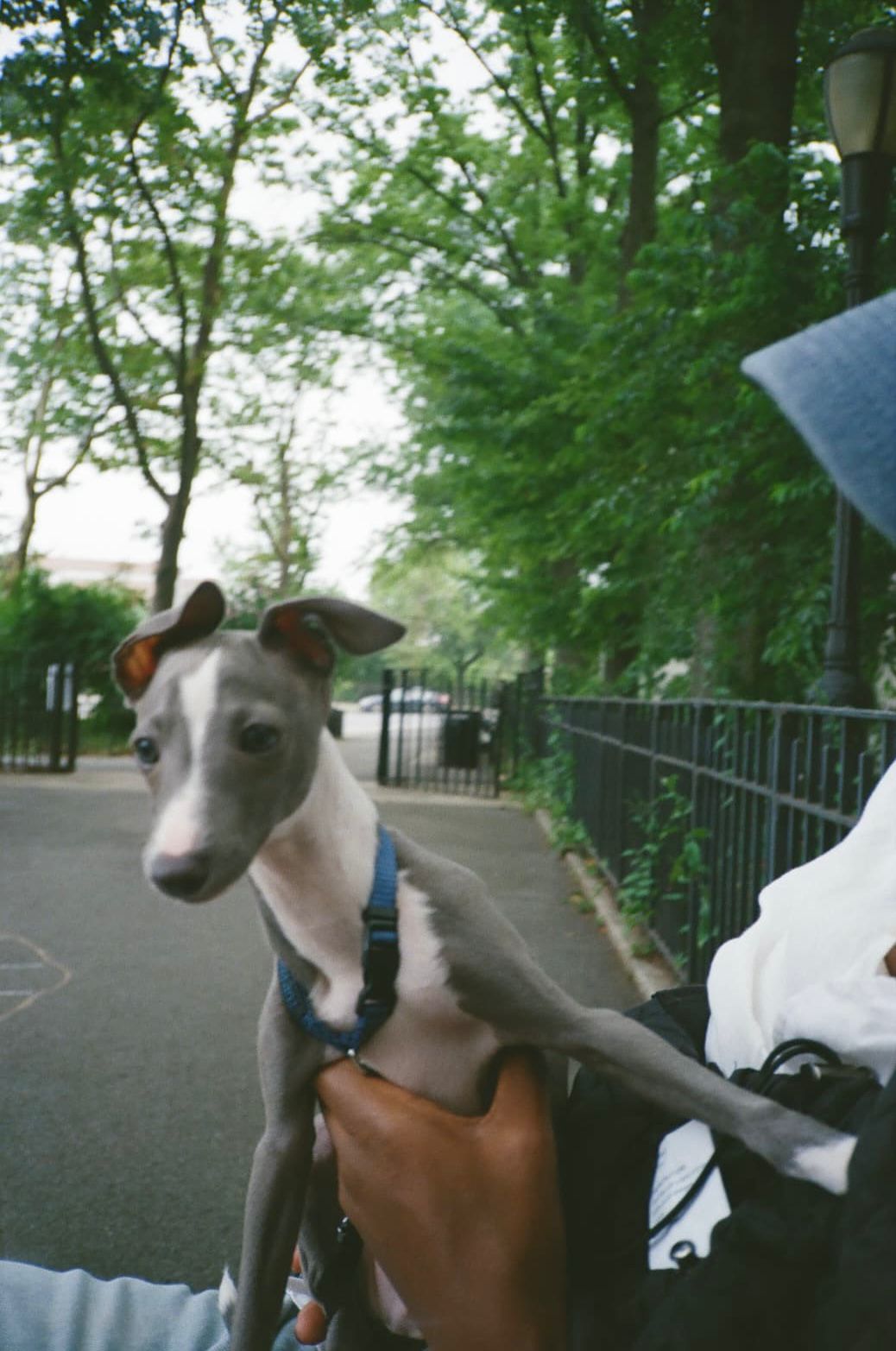 Neelu wearing a blue collar being carried at a park on a leafy summer day