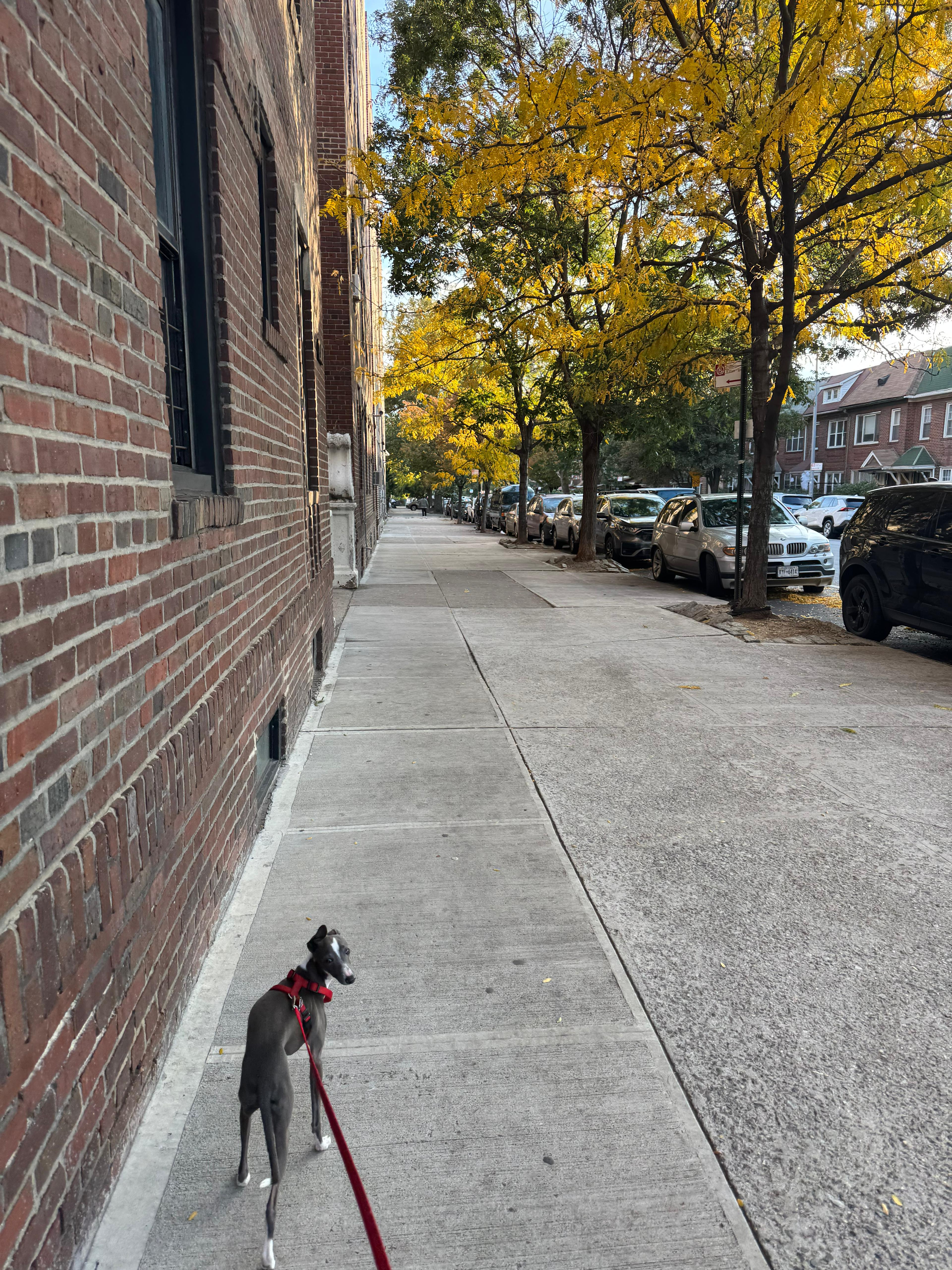 Neelu peeking out of a carrier bag at a New York City subway platform