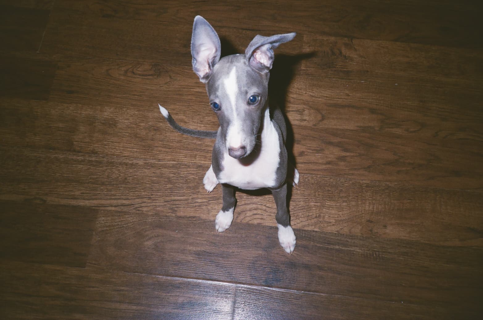 Neelu as a puppy sitting on a hardwood floor, looking up with big ears and bright eyes