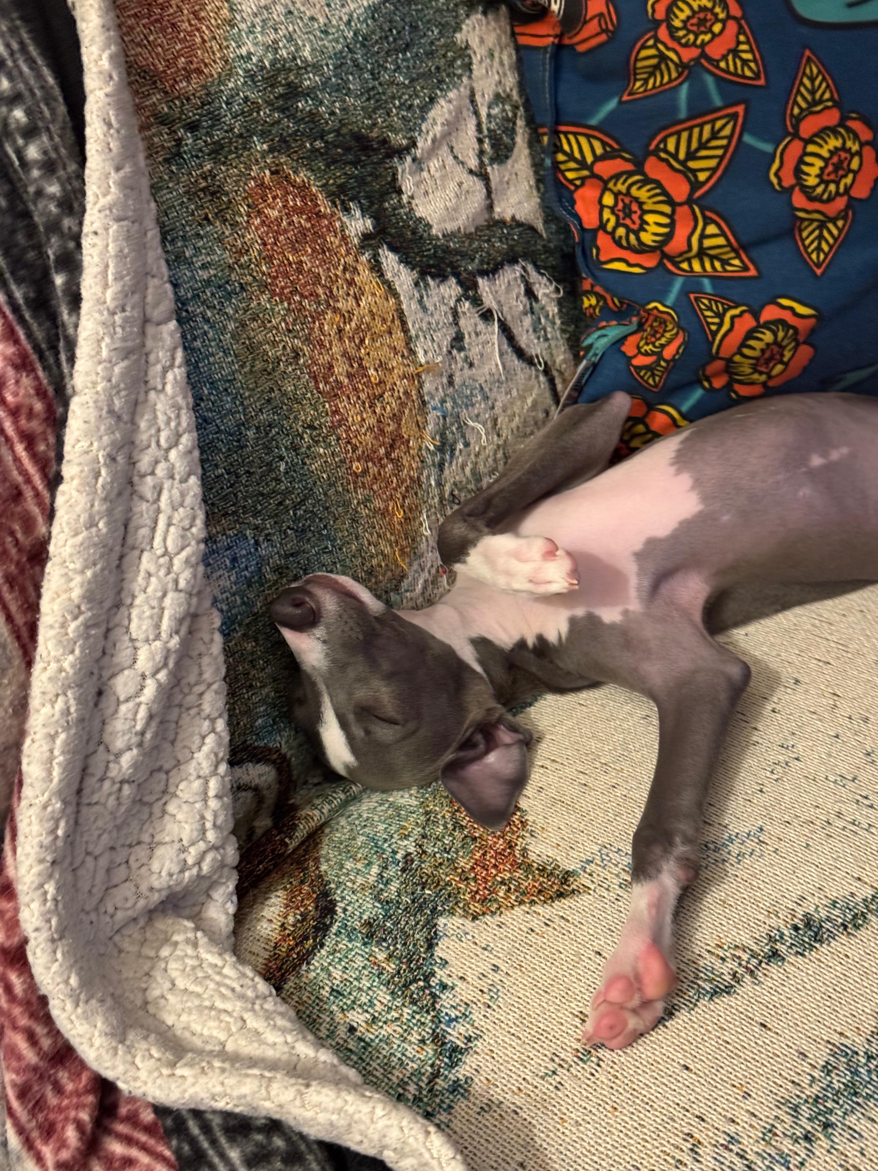 Neelu as a puppy napping stretched out on cozy blankets and pillows