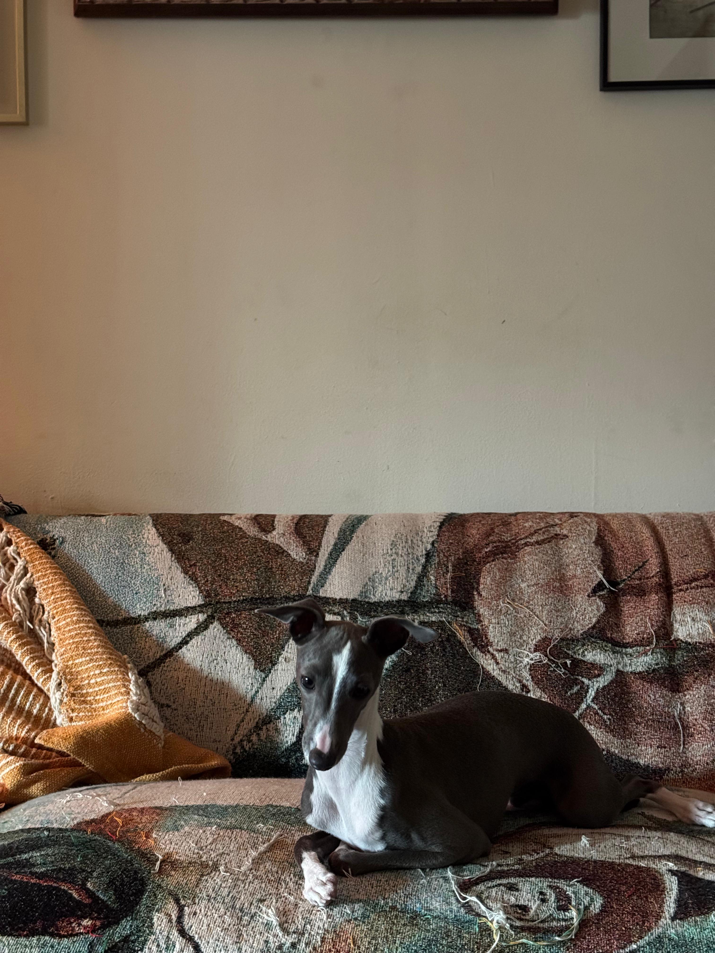 Neelu relaxing on a patterned couch, looking calmly at the camera
