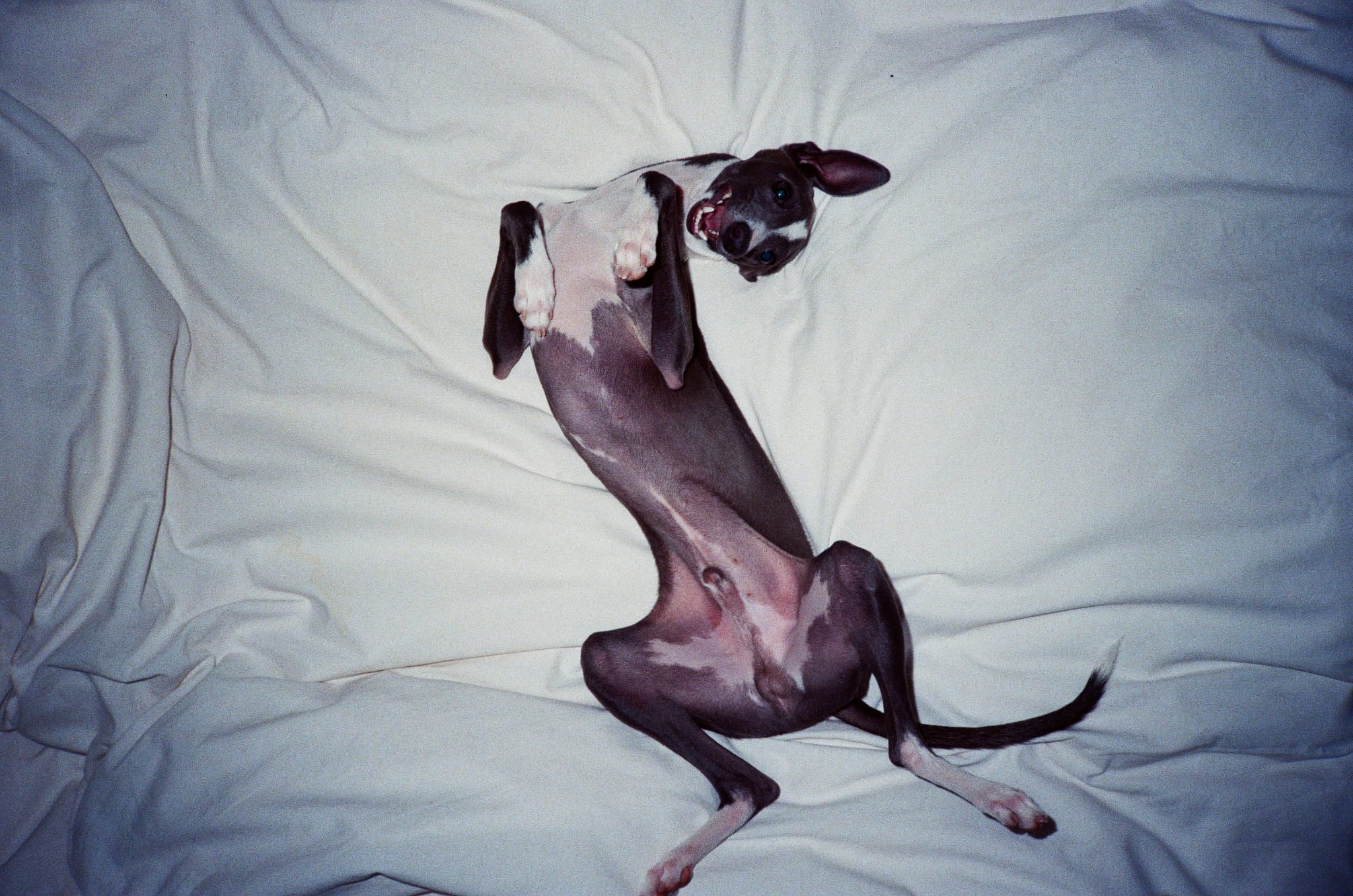 Neelu lying belly-up on white sheets in a silly playful pose