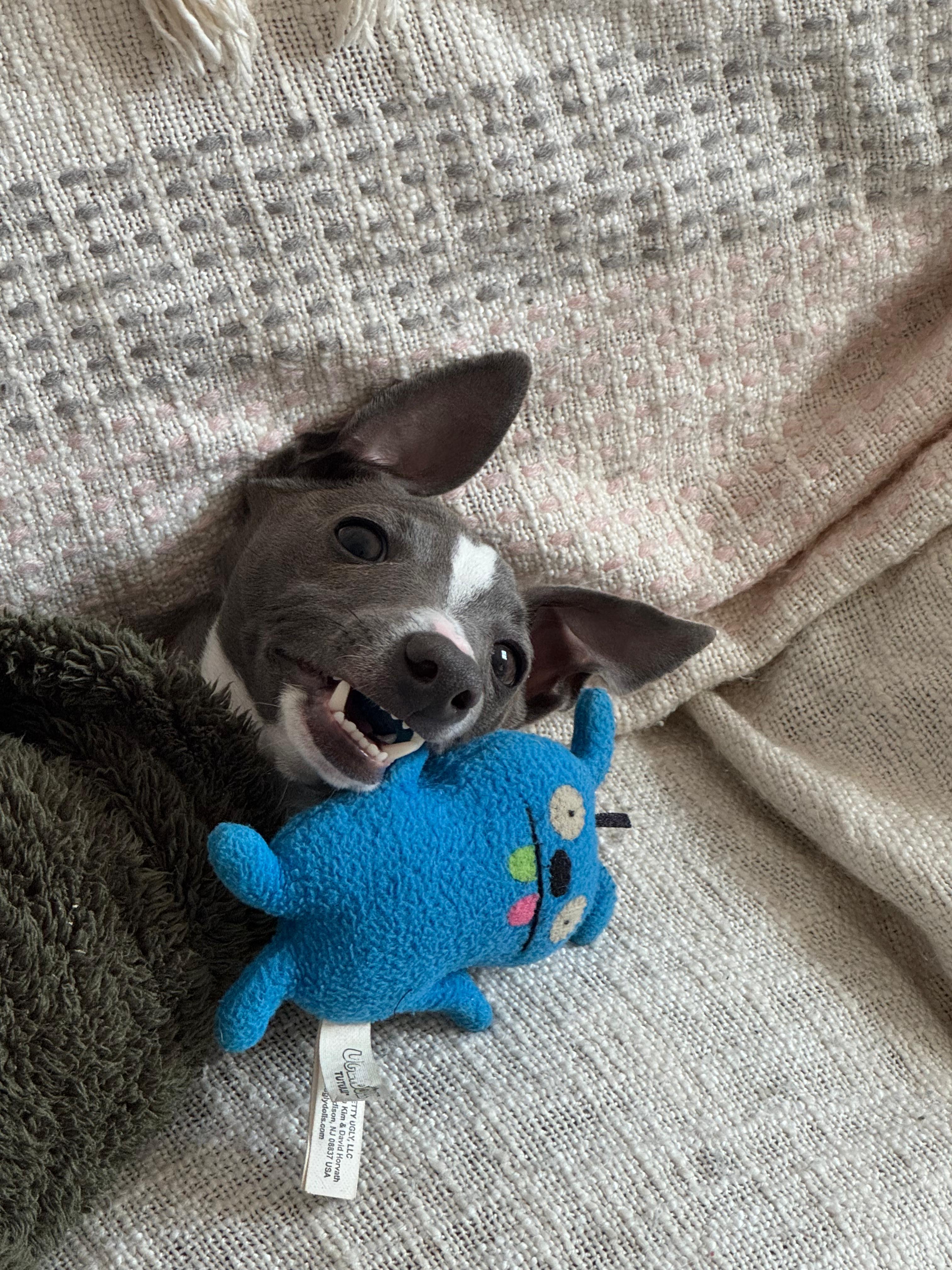 Neelu smiling happily while playing with a blue toy on a cozy blanket
