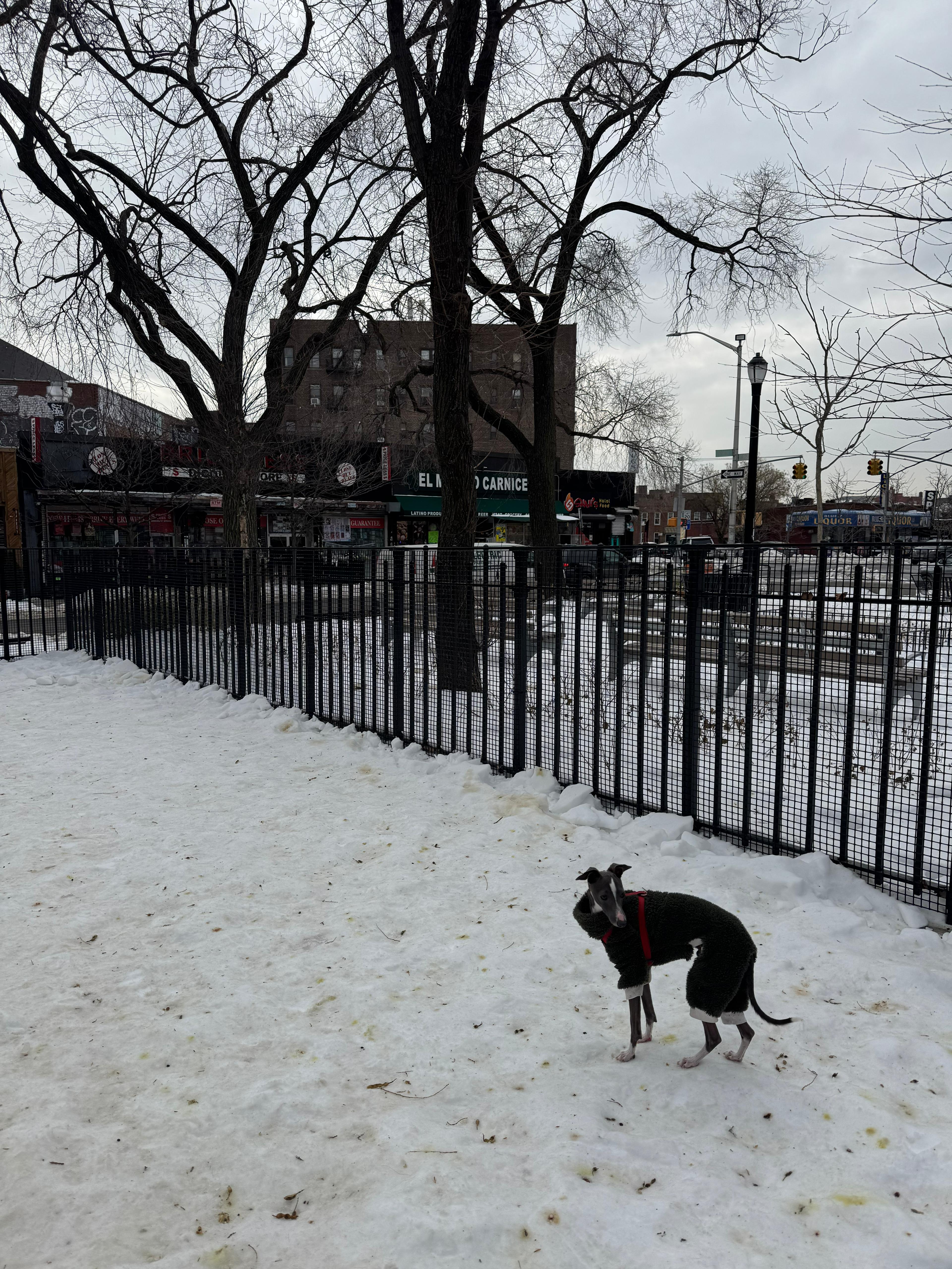 Neelu in a dark coat exploring a snowy park in Queens