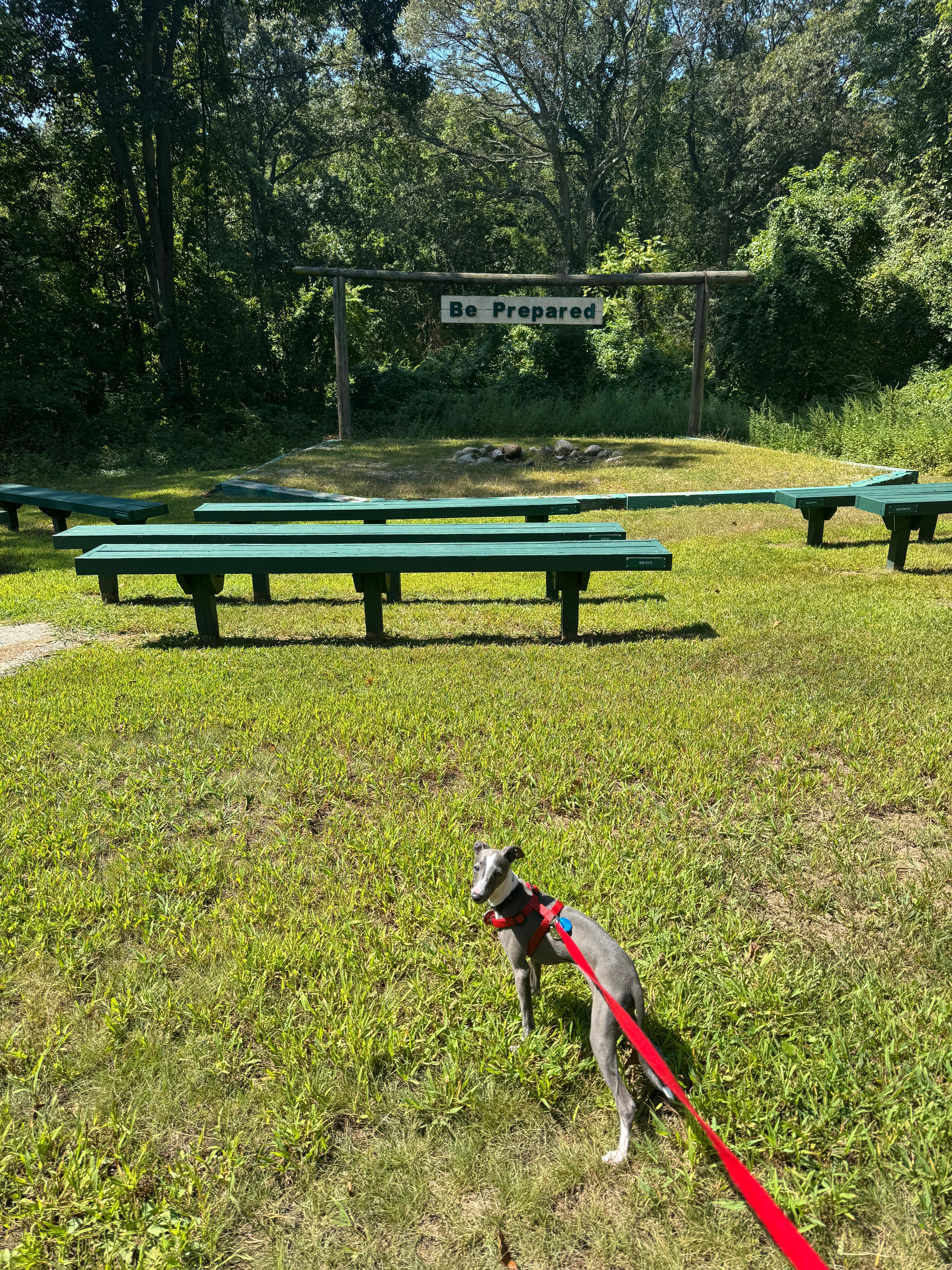 Neelu on a red leash at a sunny park with green benches on a summer day