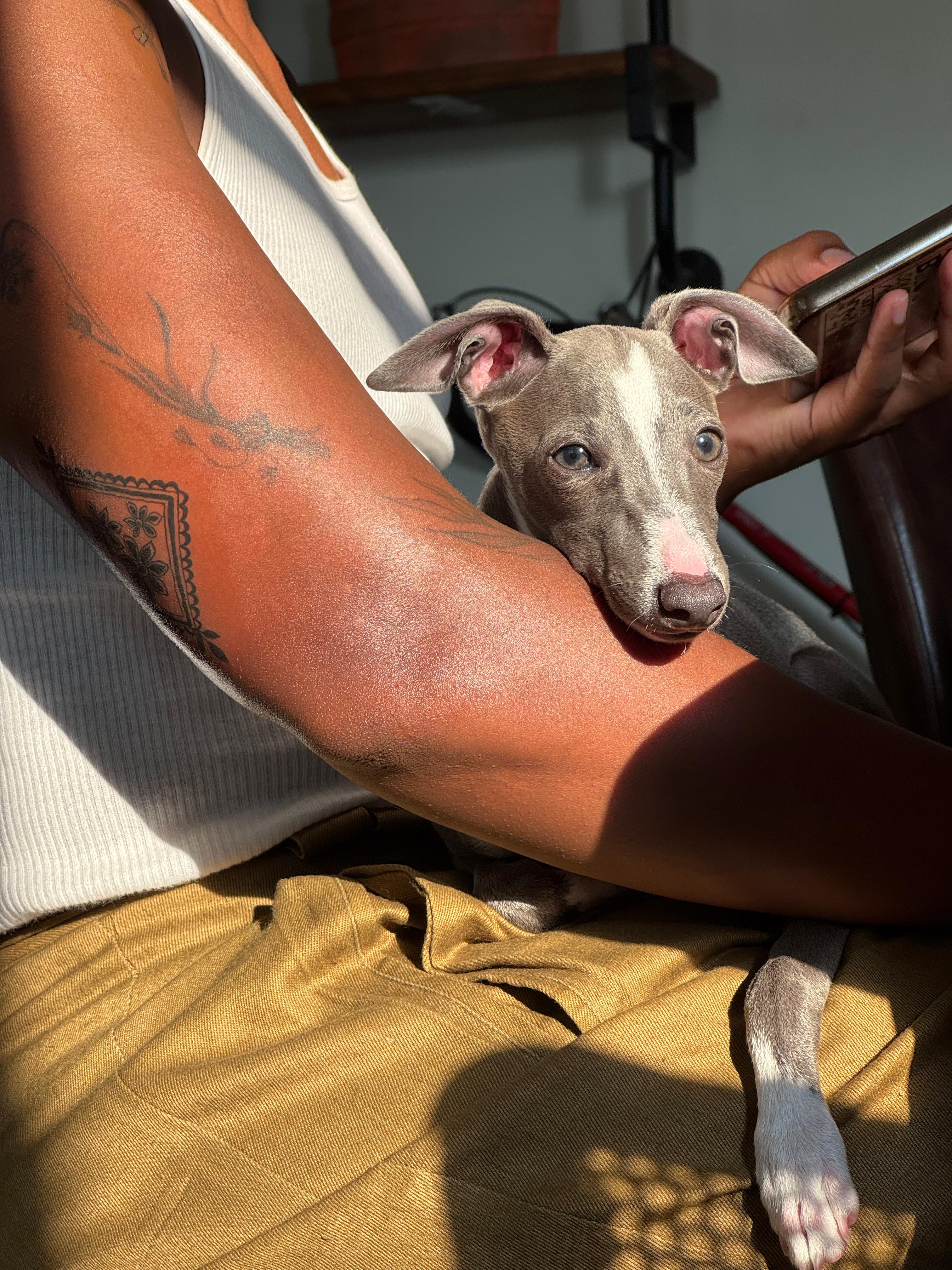 Young Neelu cuddled in his owner's lap, peeking at the camera in warm sunlight